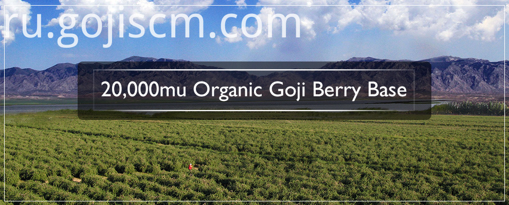 EU Certificate Dried Goji Berry base EU Certificate Dried Goji Berry base